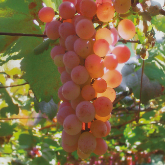 andre_bilder_genuss wein